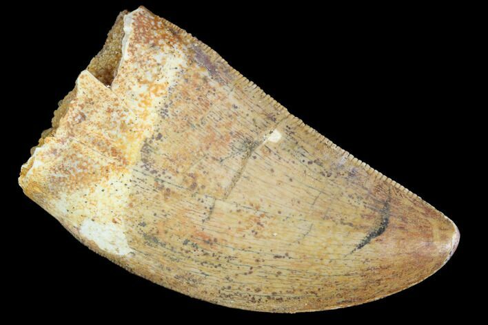 Serrated, Juvenile Carcharodontosaurus Tooth - Morocco #100096